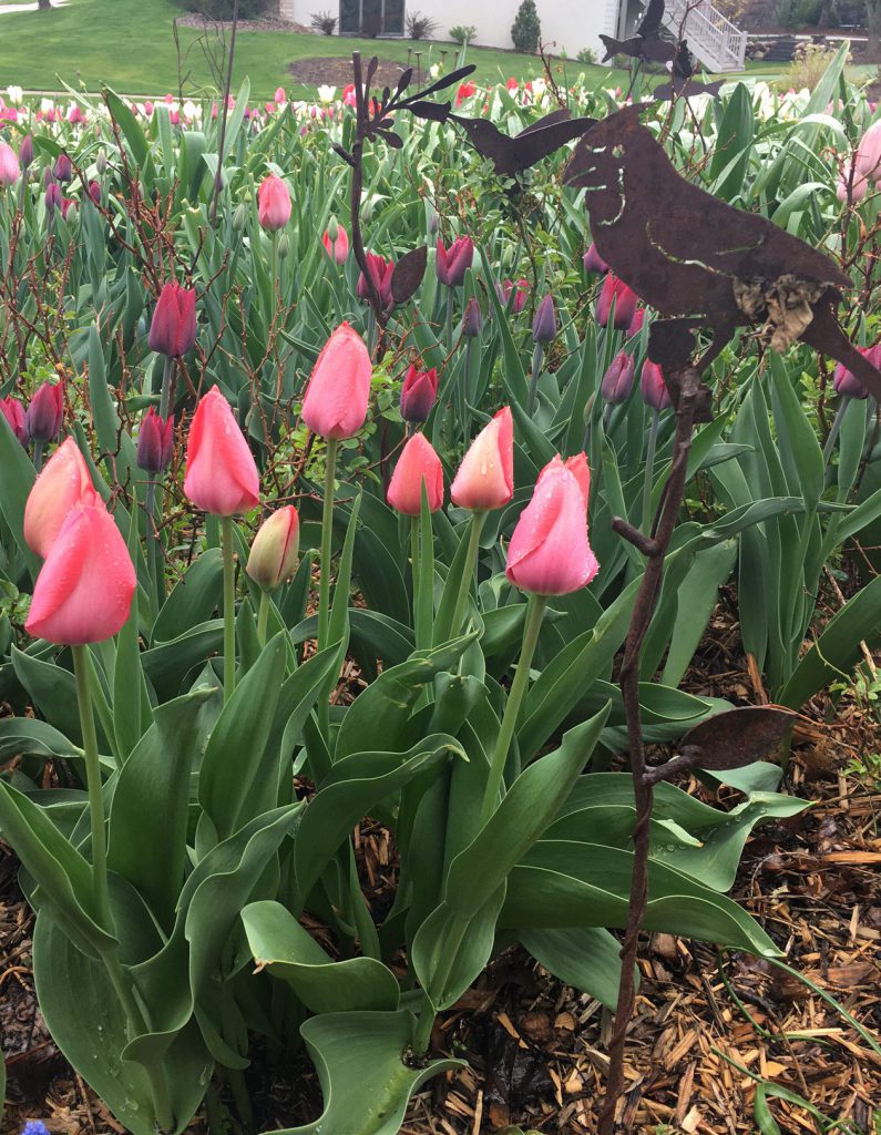 Tip for Long-lasting Tulips - Axiom Marketing 2