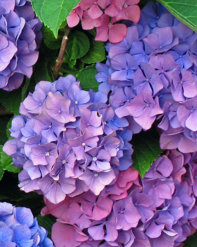 ag-social-hydrangea-feature2-gallery | Axiom Marketing