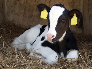 Baby cow in barn