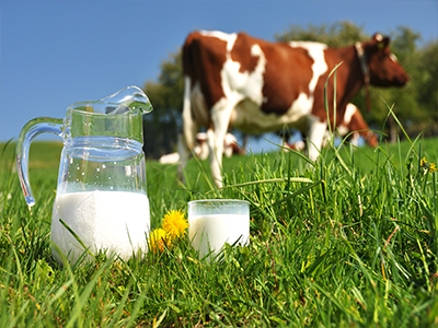 Cow in field with pitcher of milk