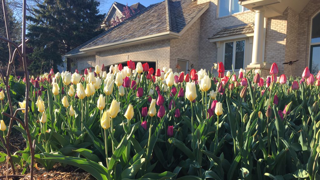 Tip for Long-lasting Tulips - Axiom Marketing