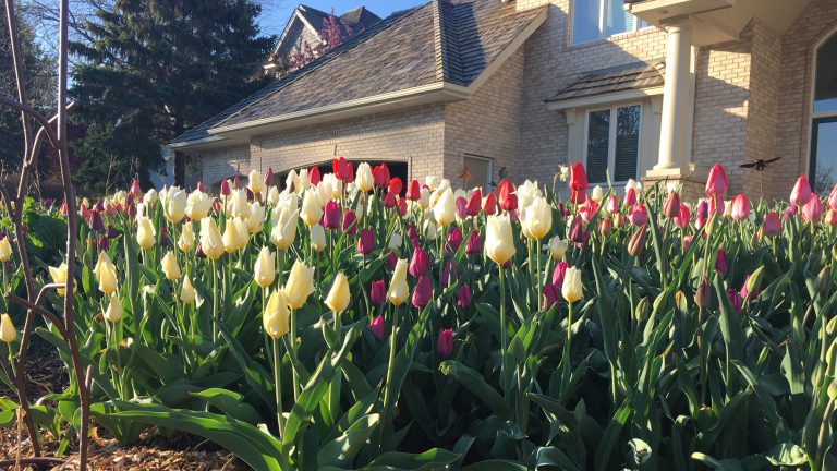 Tip for Long-lasting Tulips - Axiom Marketing